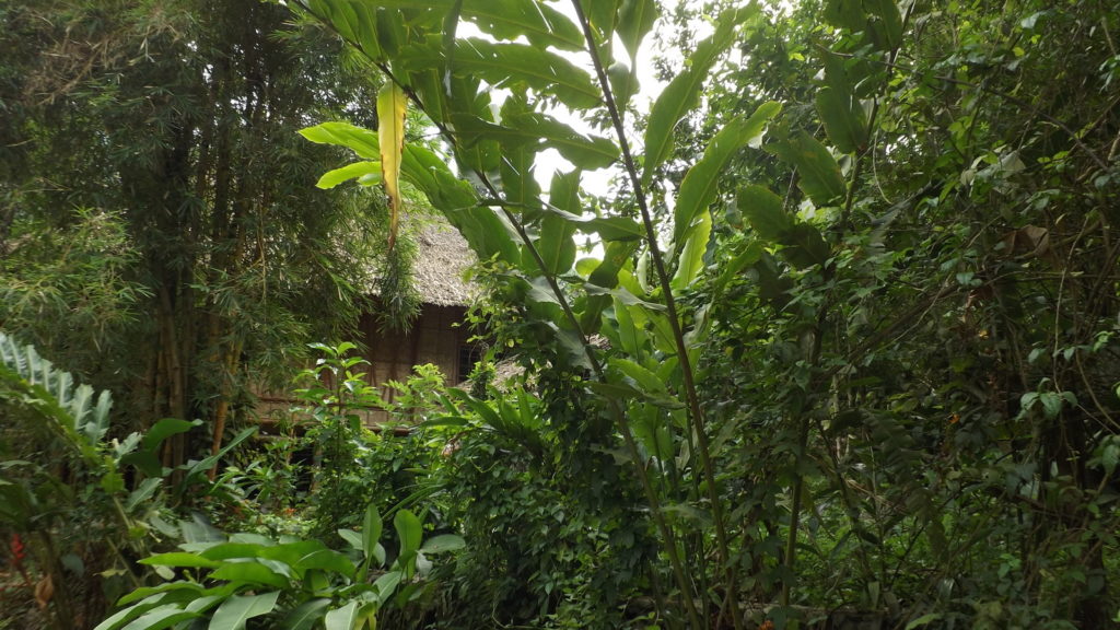 well hidden bamboo house 